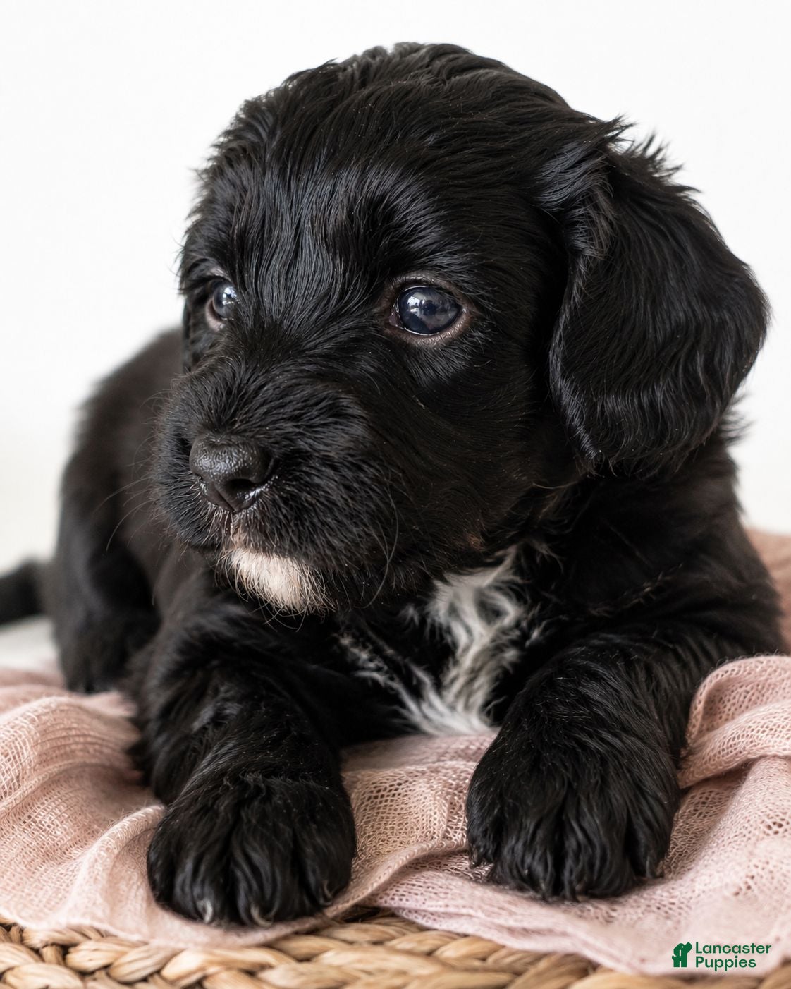 Aussiedoodle dogs Aussiedoodle 6 - Ad 21