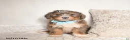 Bernedoodle dogs for sale: Dallas - Ad 1