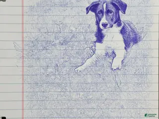 Offset Border Border collie Puppies for sale | Lancaster Puppies