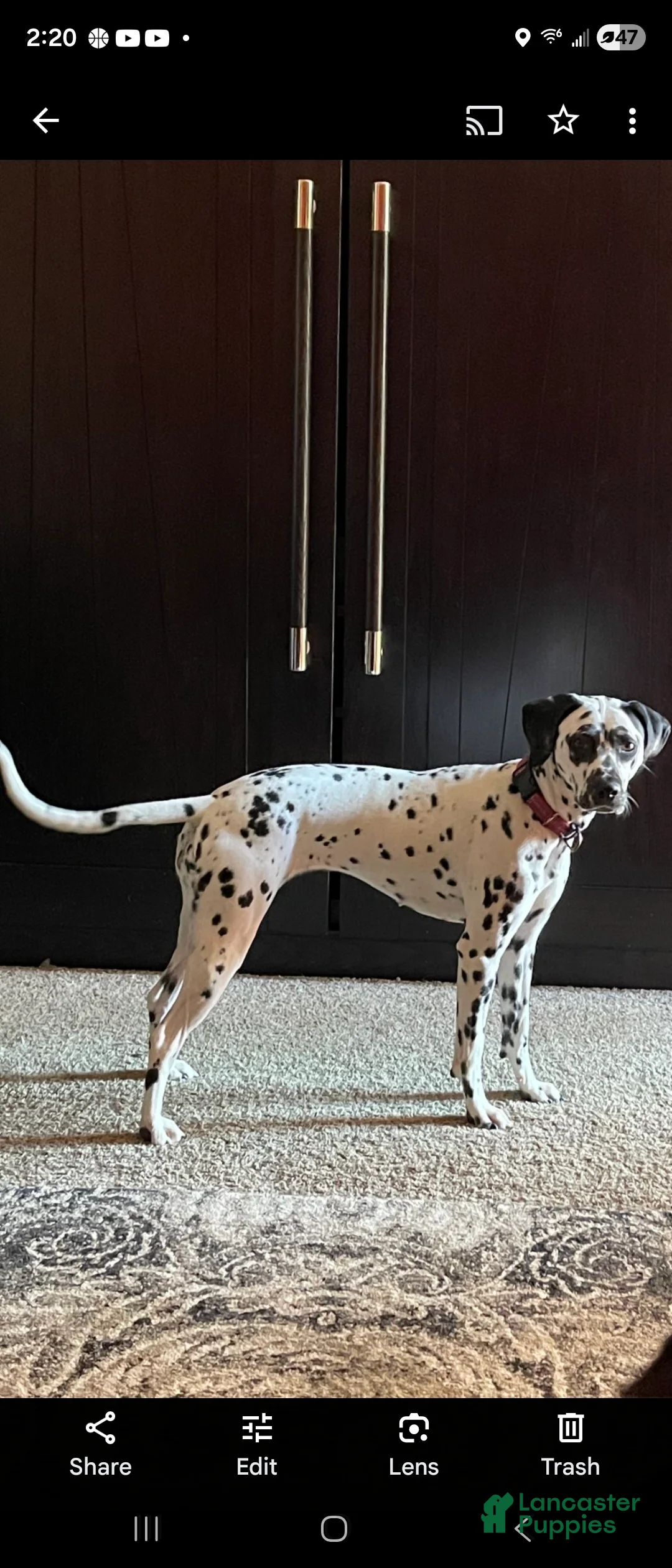 Dalmatian dogs for sale: Dalmatian Puppy 1 - Ad 4