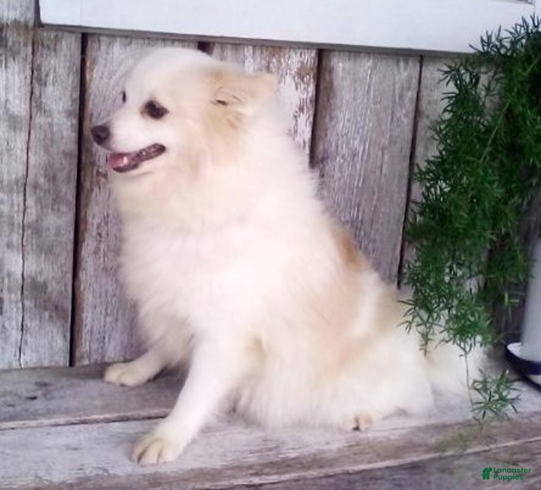 Pomapoo dogs for sale: Tinker - Ad 10