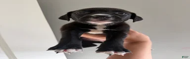 Mixed Breed Puppy 4
