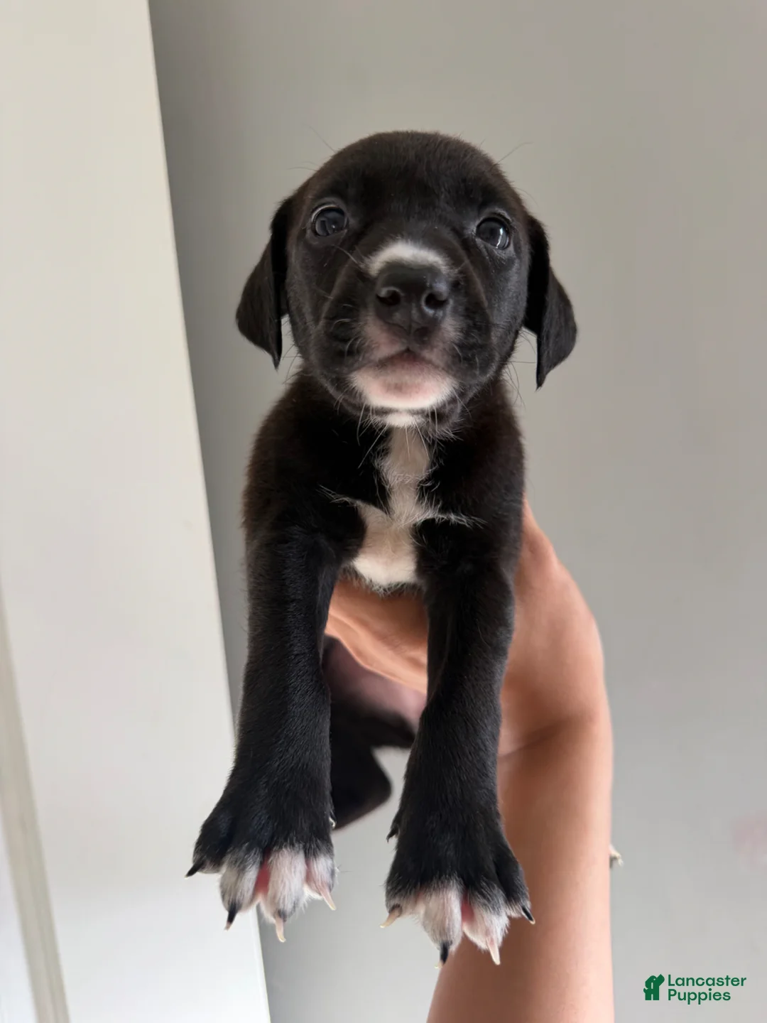 Mixed Breed dogs for sale: Mixed Breed Puppy 4 - Ad 1