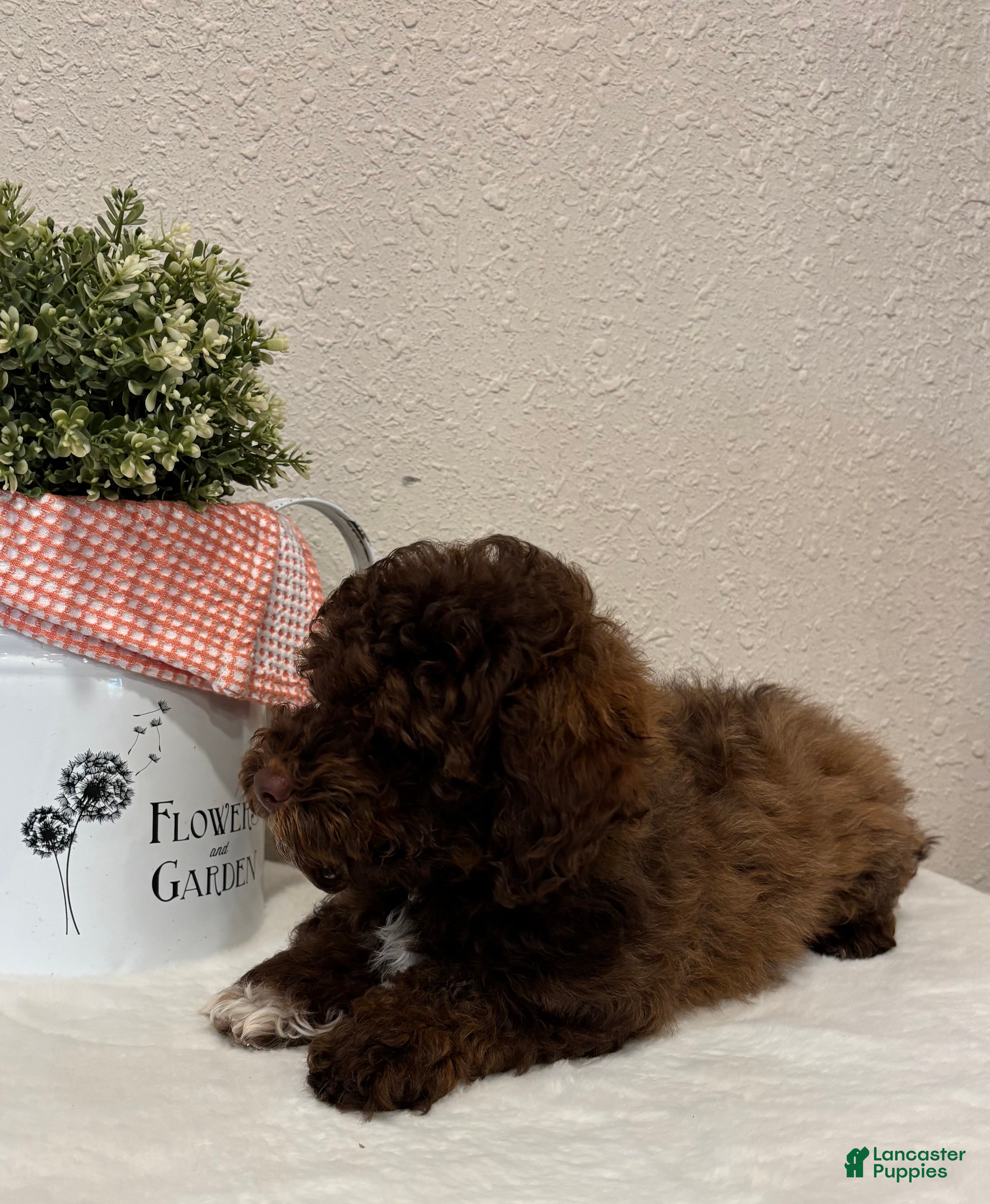 Mixed Breed dogs Theo mini Whoodle - Ad 2