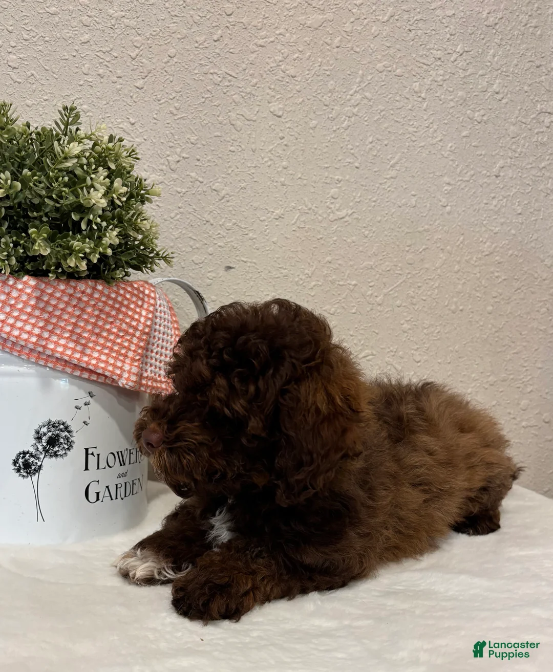 Mixed Breed dogs for sale: Theo mini Whoodle - Ad 2