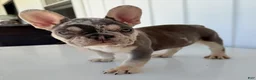 French Bulldog dogs for sale: Debi - Ad 5
