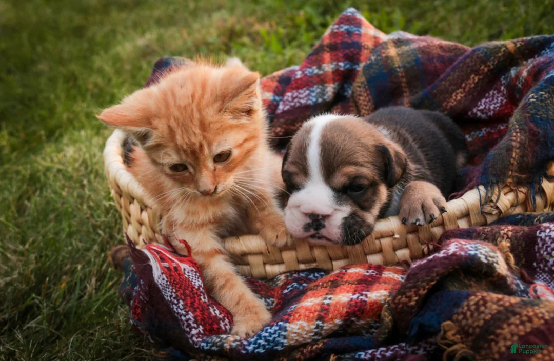 English Bulldog dogs for sale: Walter English Bulldog  - Ad 6