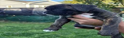Boxer dogs for sale: Colonia - Ad 8