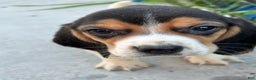 Beagle dogs for sale: Gus - Ad 15