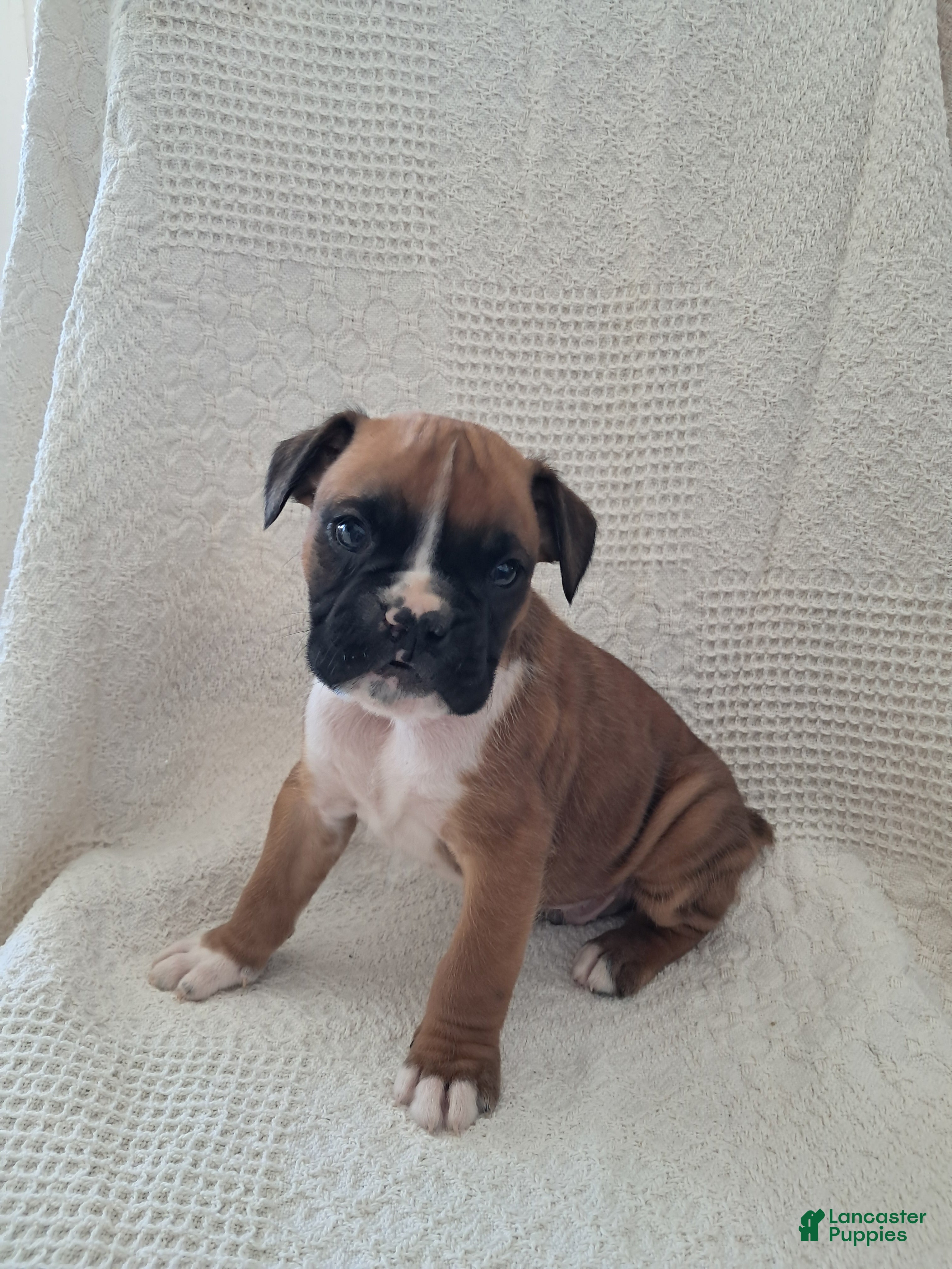 Boxer dogs Rosie  - Ad 6