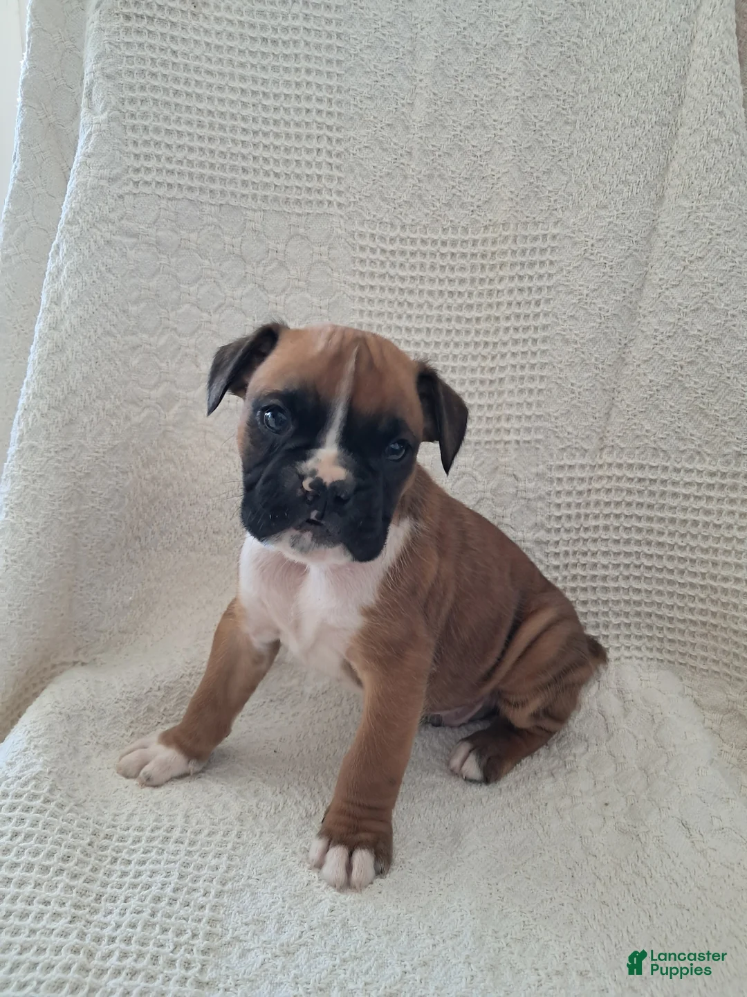 Boxer dogs for sale: Rascal - Ad 1