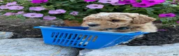 Miniature Poodle dogs for sale: Pooh - Ad 1