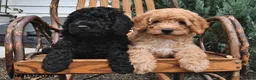 Mini Goldendoodle dogs for sale: Geneva - Ad 3