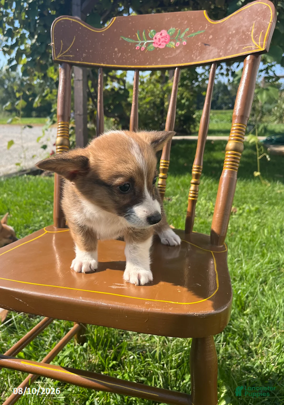 Welsh Corgi Pembroke dogs for sale: Nelsa - Ad 5