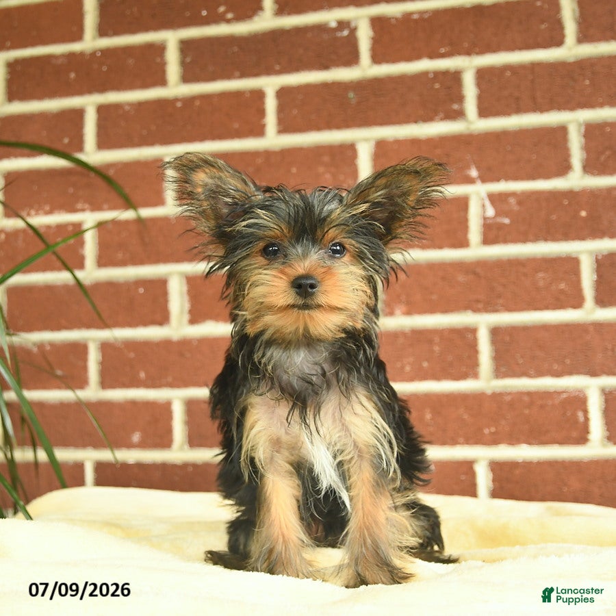 Yorkshire Terrier dogs Nutella - Ad 2