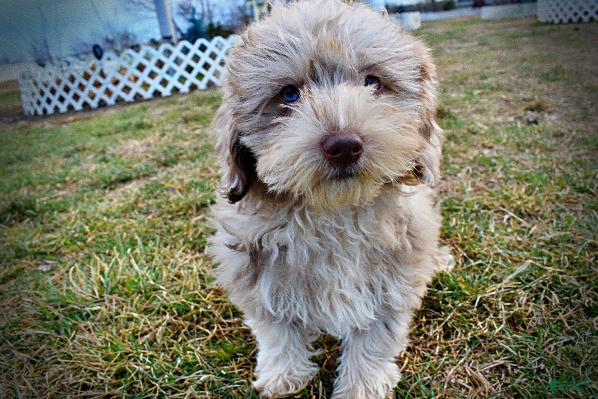 Havapoo dogs Willow - Ad 19