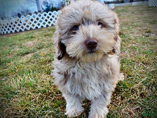 Havapoo dogs Willow - Ad 20