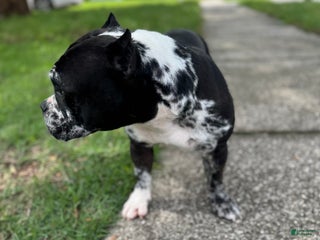 American Bully dogs - Ad 13