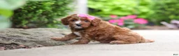 Cavapoo dogs for sale: Autumn - Ad 11