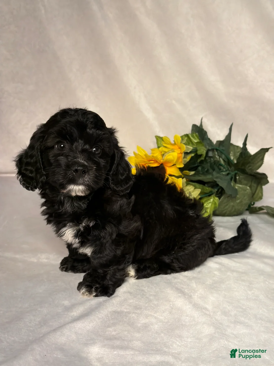 Mixed Breed dogs for sale: Cole - Ad 2