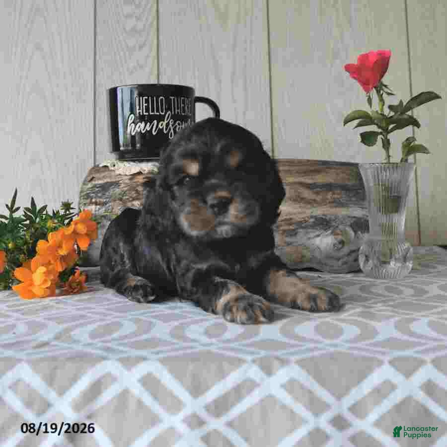 Cocker Spaniel dogs Jody - Ad 2