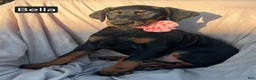 Doberman Pinscher dogs for sale: Bella WEEKEND SPECIAL $250 OFF! - Ad 18