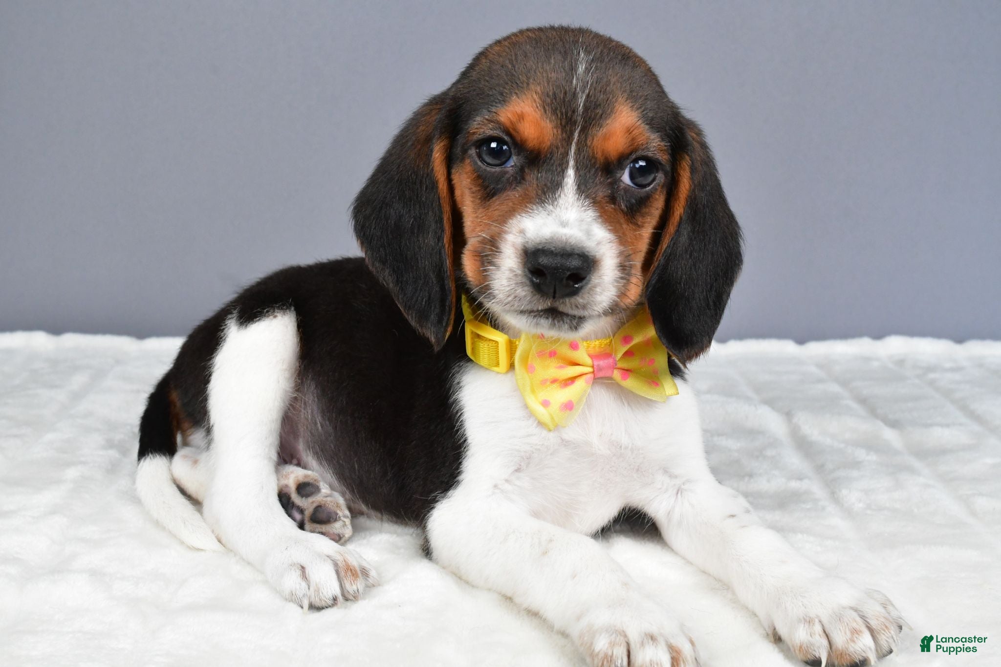 Beagle dogs Omar - Ad 1