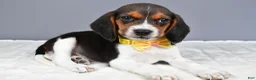 Beagle dogs for sale: Omar - Ad 1
