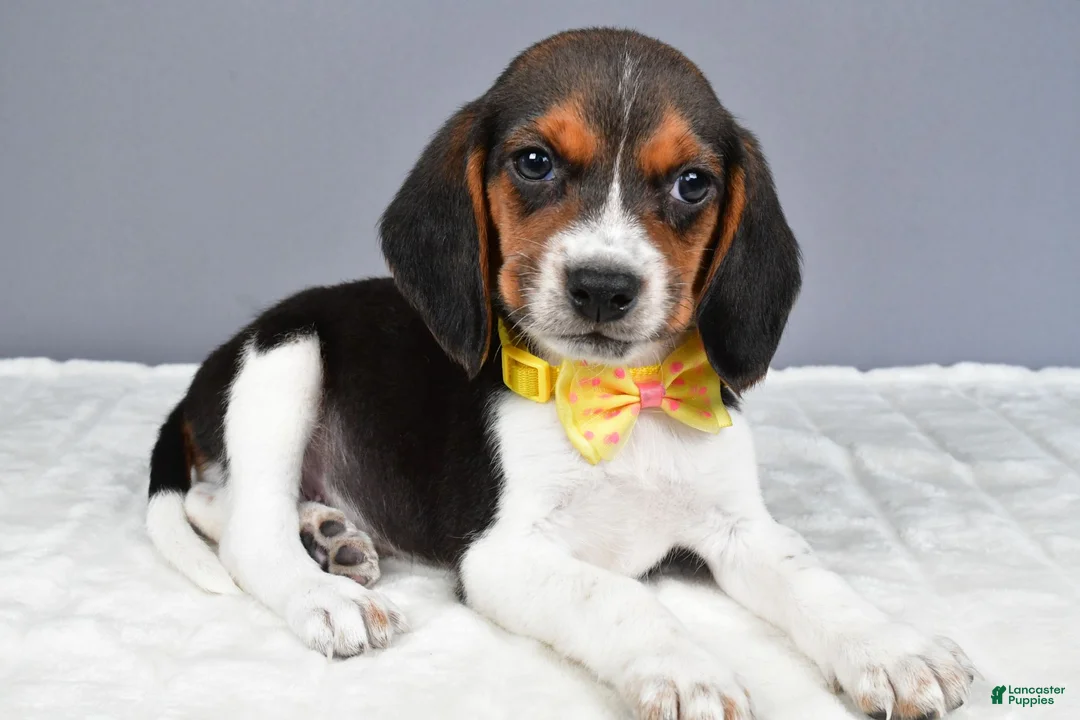 Beagle dogs for sale: Omar - Ad 1