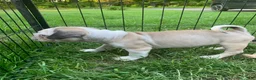 Frug dogs for sale: Snoopy - Ad 3