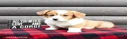 Welsh Corgi Pembroke dogs for sale: Marsha - Ad 3
