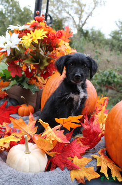 Aussiedoodle dogs Dorothy - Ad 15
