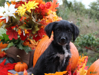 Aussiedoodle dogs Dorothy - Ad 6