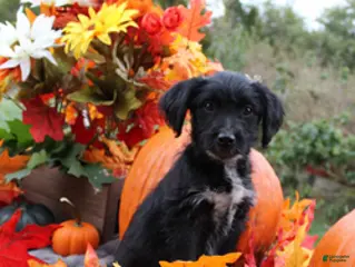 Aussiedoodle dogs Dorothy - Ad 18
