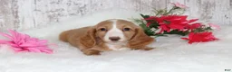 Miniature Dachshund dogs for sale: Bubbles  - Ad 3