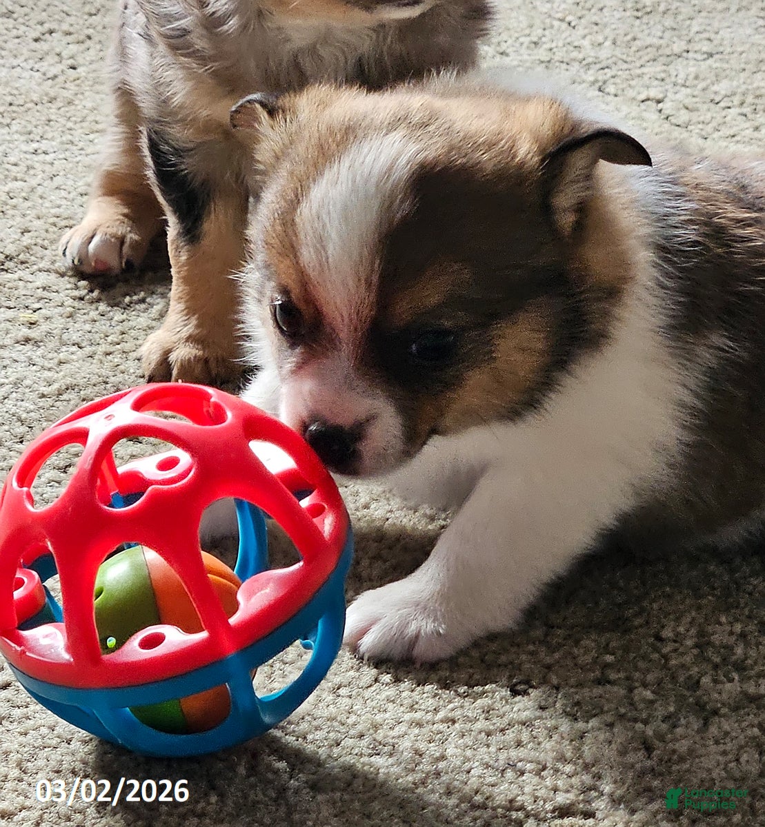 Mixed Breed dogs Jeff - Ad 2