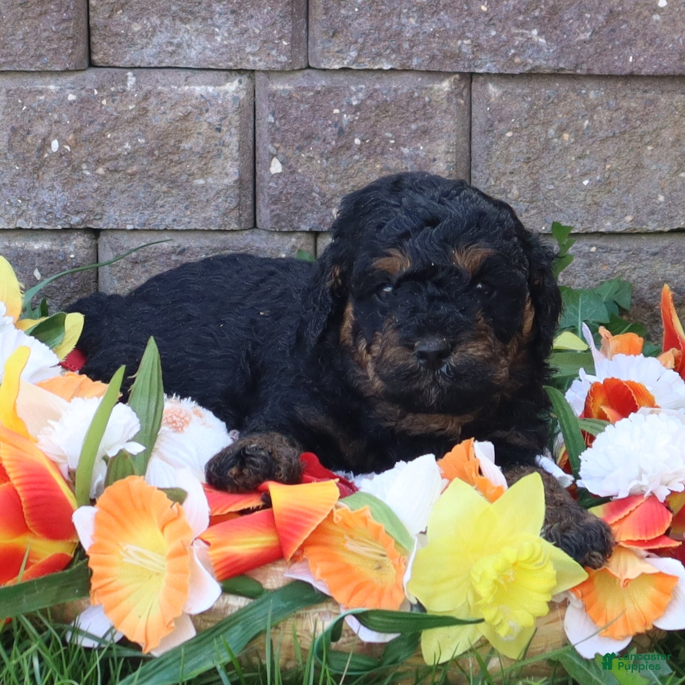 Mini Goldendoodle dogs Dustin - Ad 2