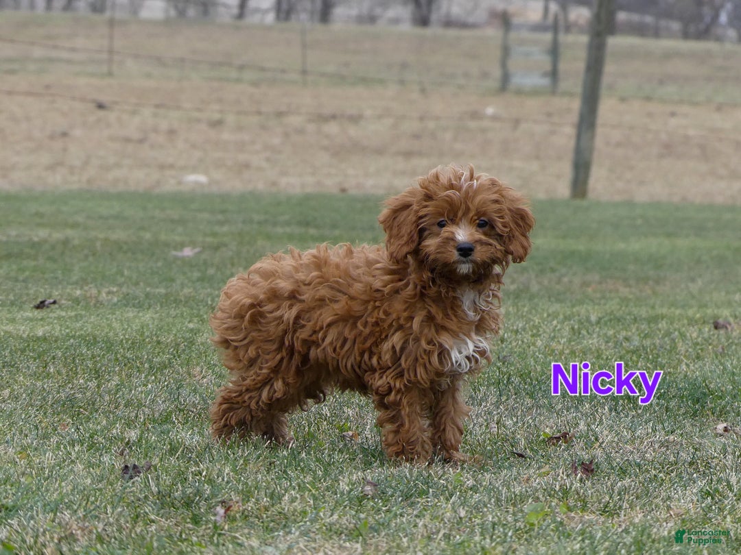 Cavapoo dogs for sale: Nicky - Ad 2