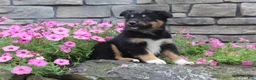 Australian Shepherd dogs for sale: Posie  - Ad 3