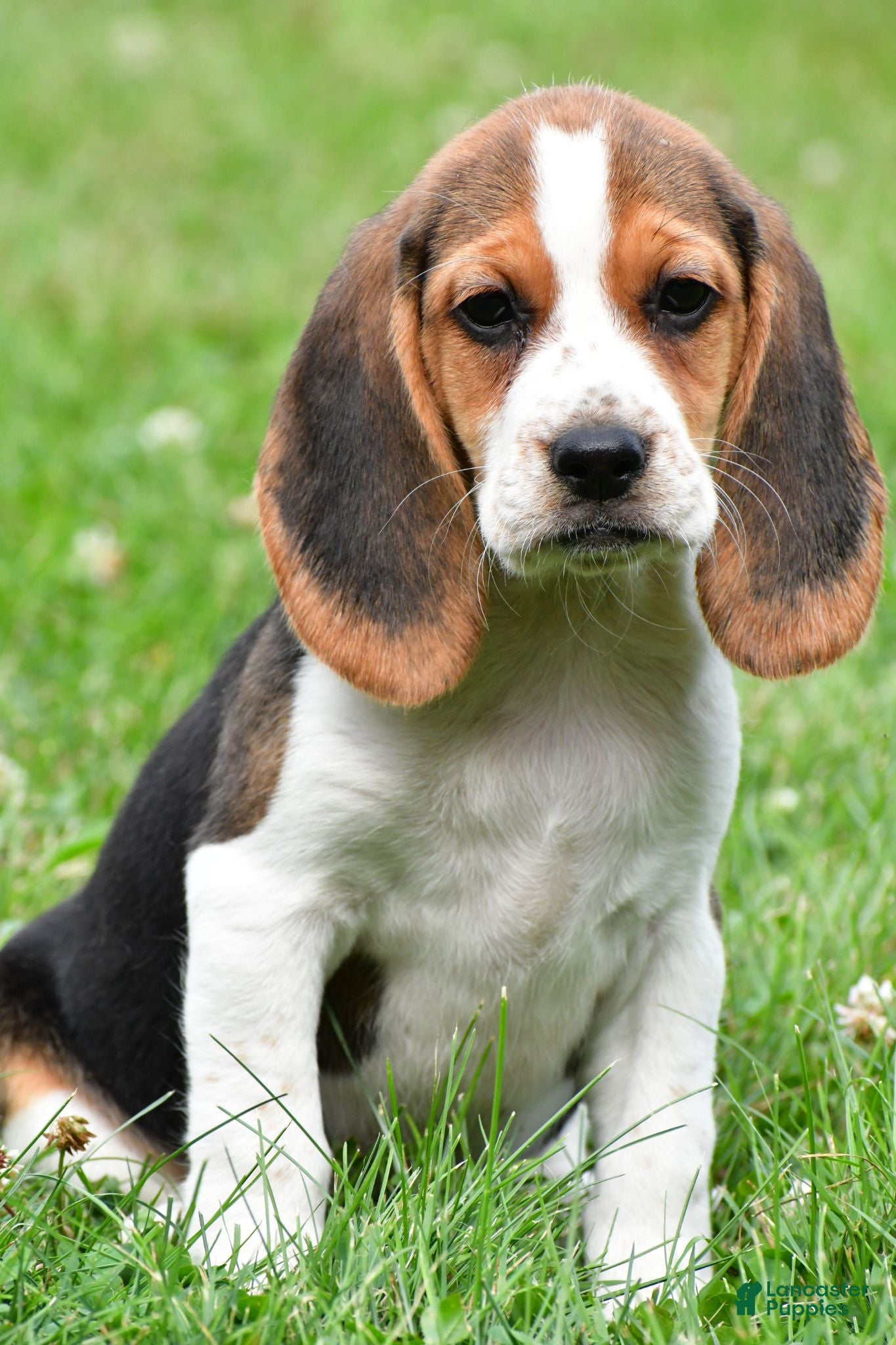 Beagle dogs Piper - Ad 1