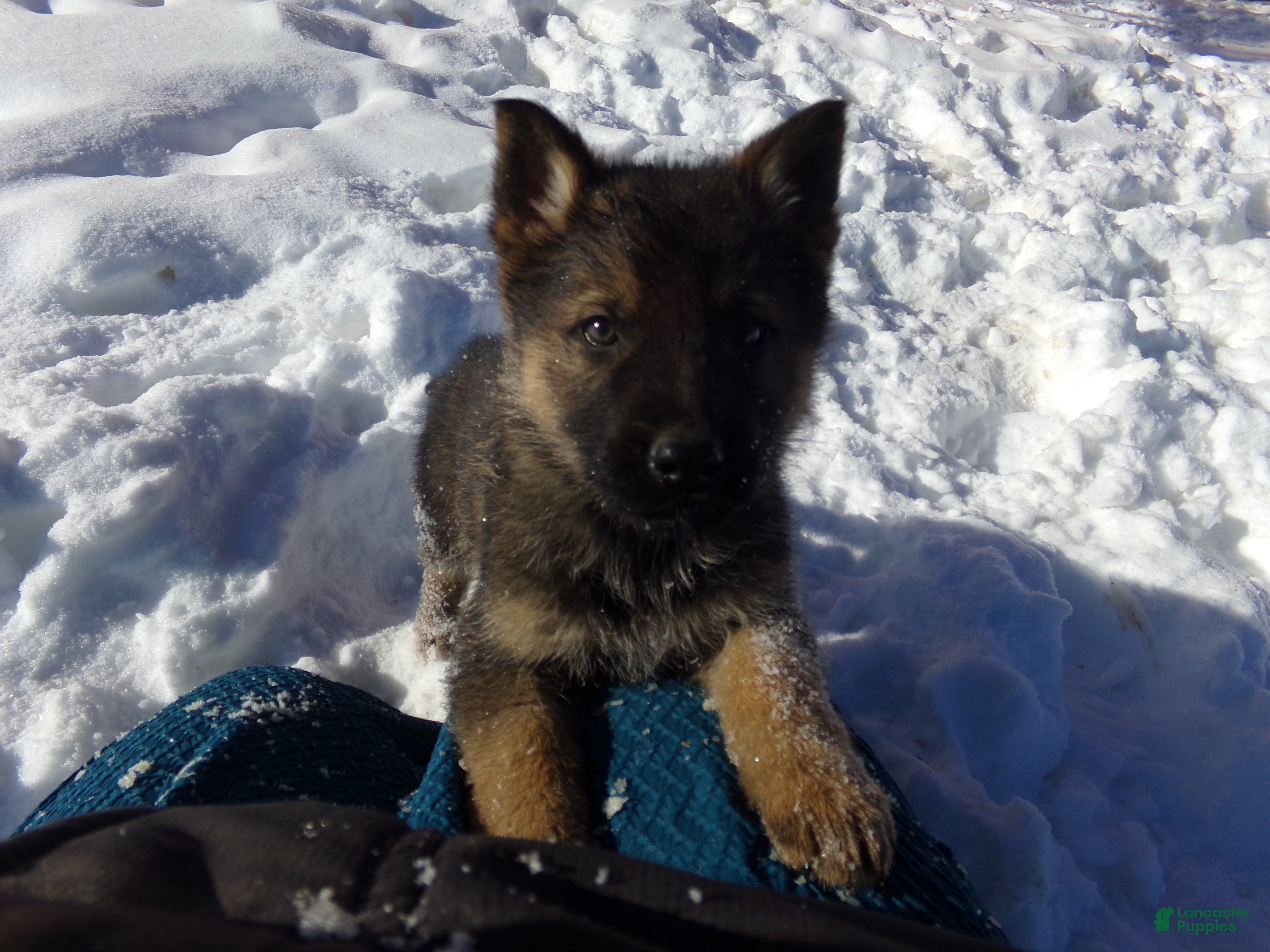 German Shepherd dogs Carter - Ad 38