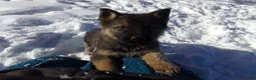 German Shepherd dogs for sale: Carter - Ad 1