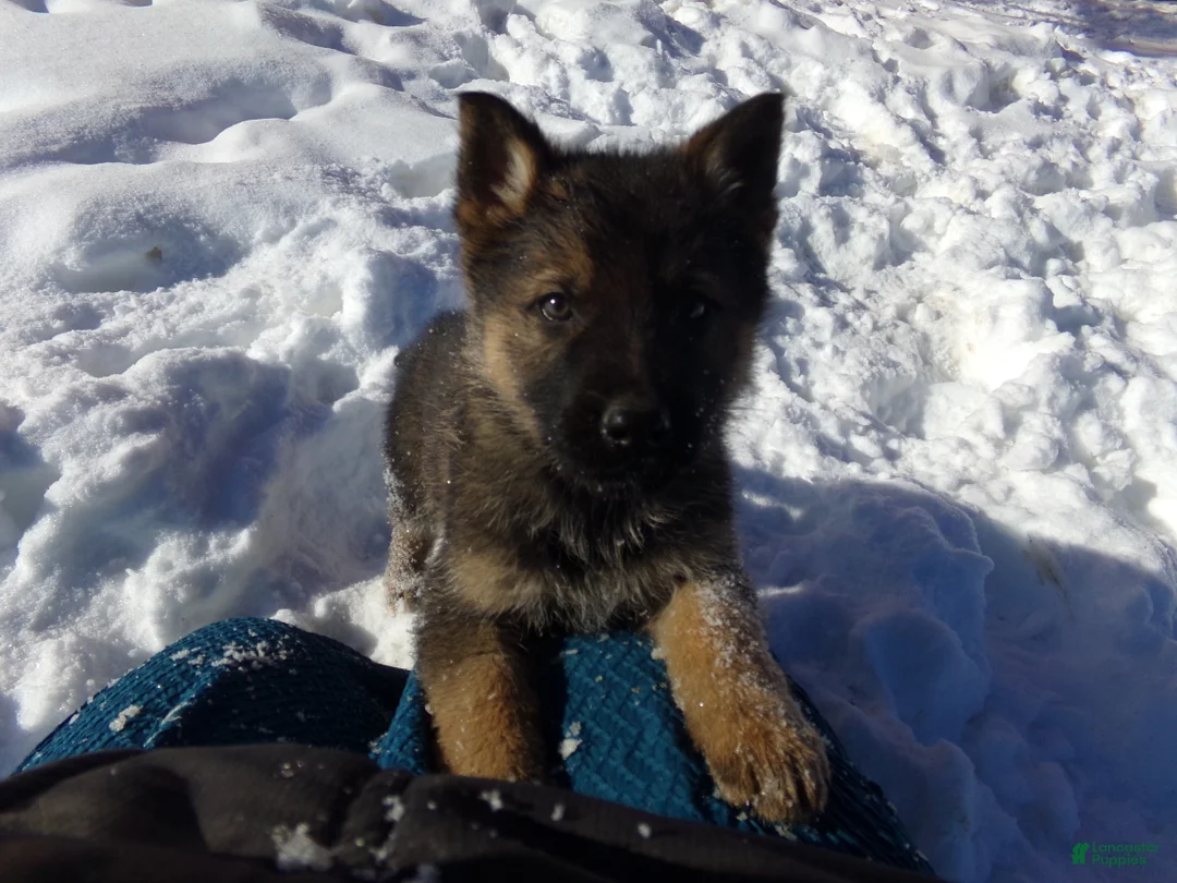 German Shepherd dogs for sale: Carter - Ad 1
