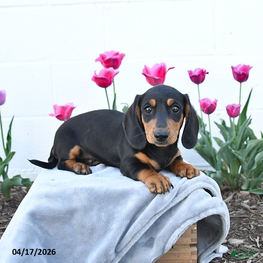 Miniature Dachshund dogs Winston - Ad 2