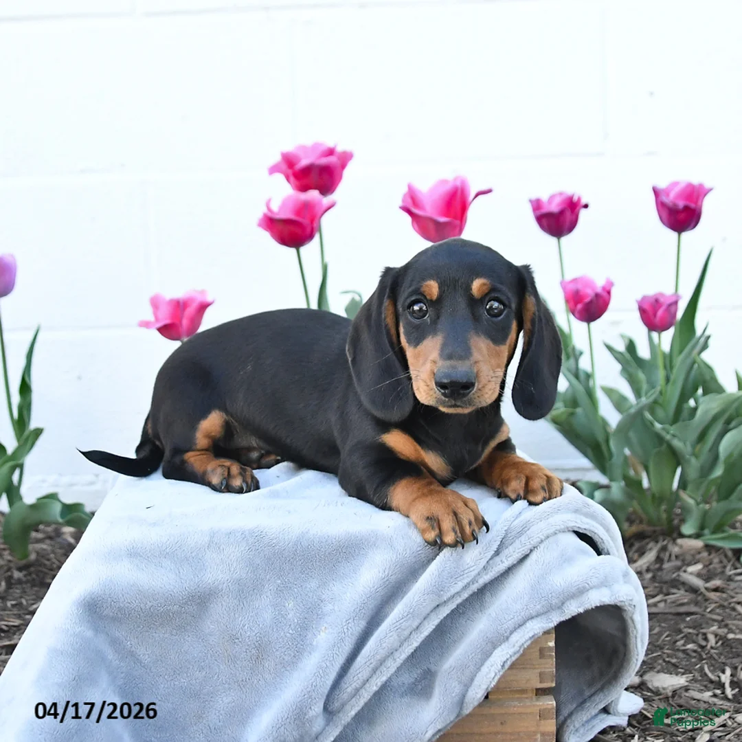 Miniature Dachshund dogs for sale: Winston - Ad 2