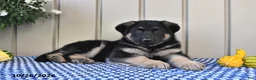 German Shepherd dogs for sale: Megan - Ad 4