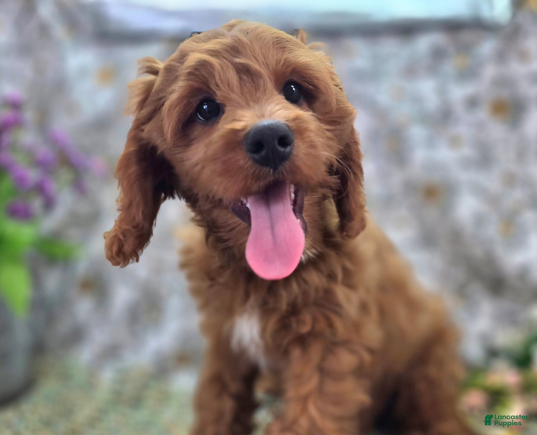 Cavapoo dogs Iceberg - Ad 16