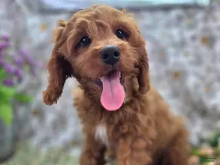 Cavapoo dogs Iceberg - Ad 16