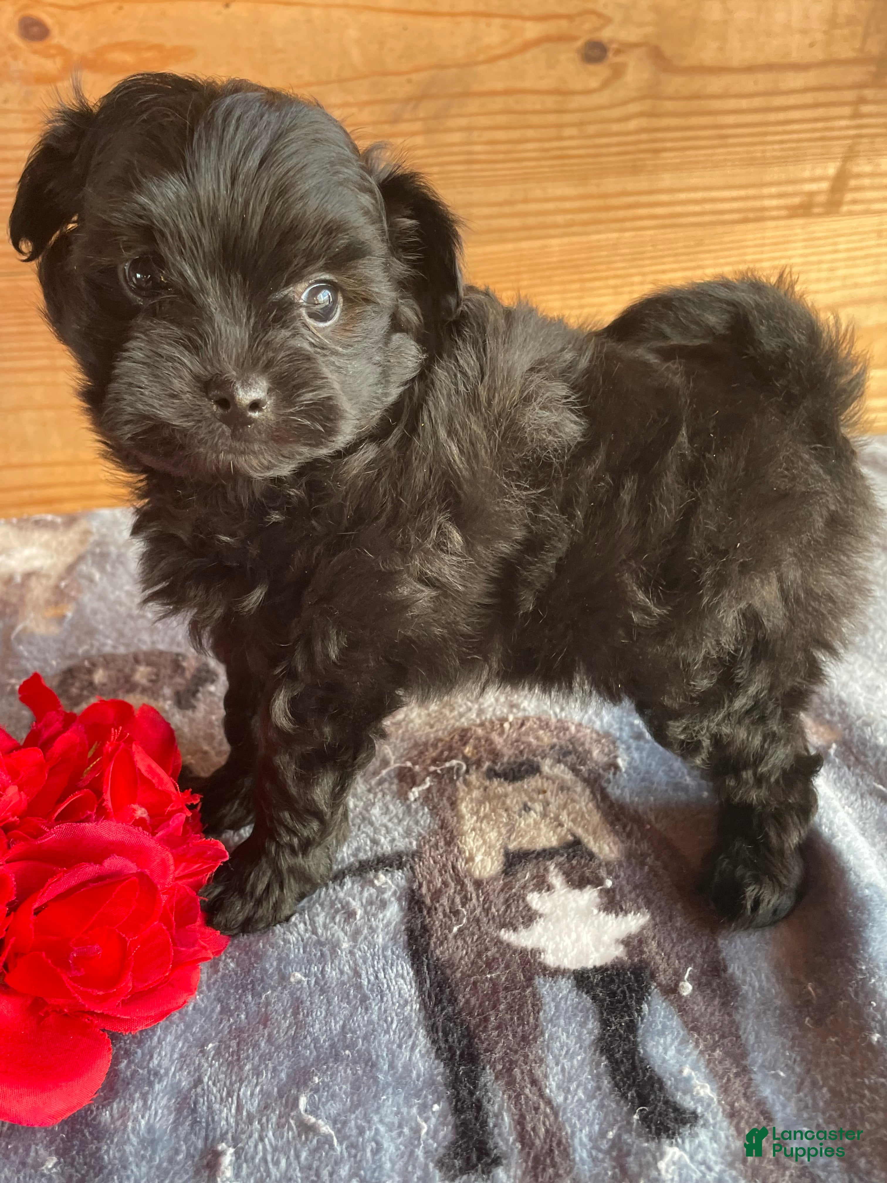 Pomapoo dogs Shadow - Ad 8