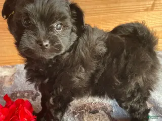 Pomapoo dogs Shadow - Ad 12